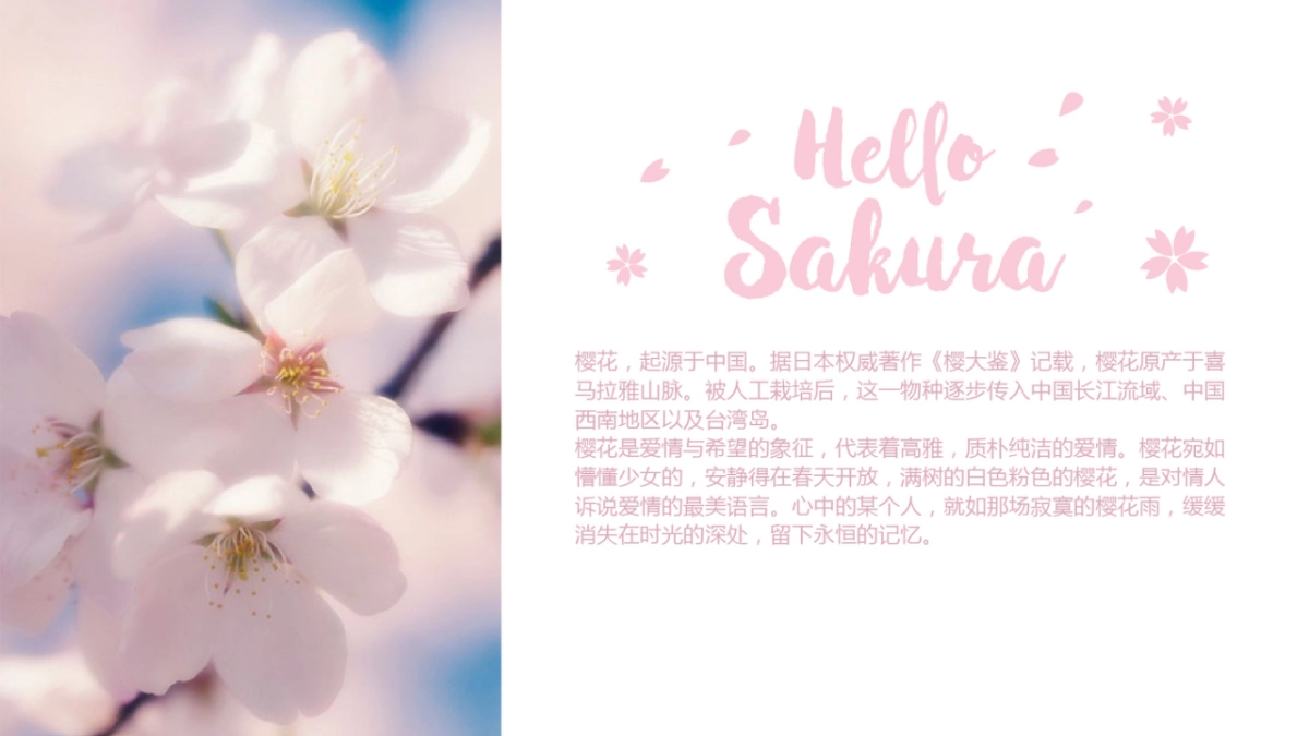 星巴克樱花提案Sakura_第2页