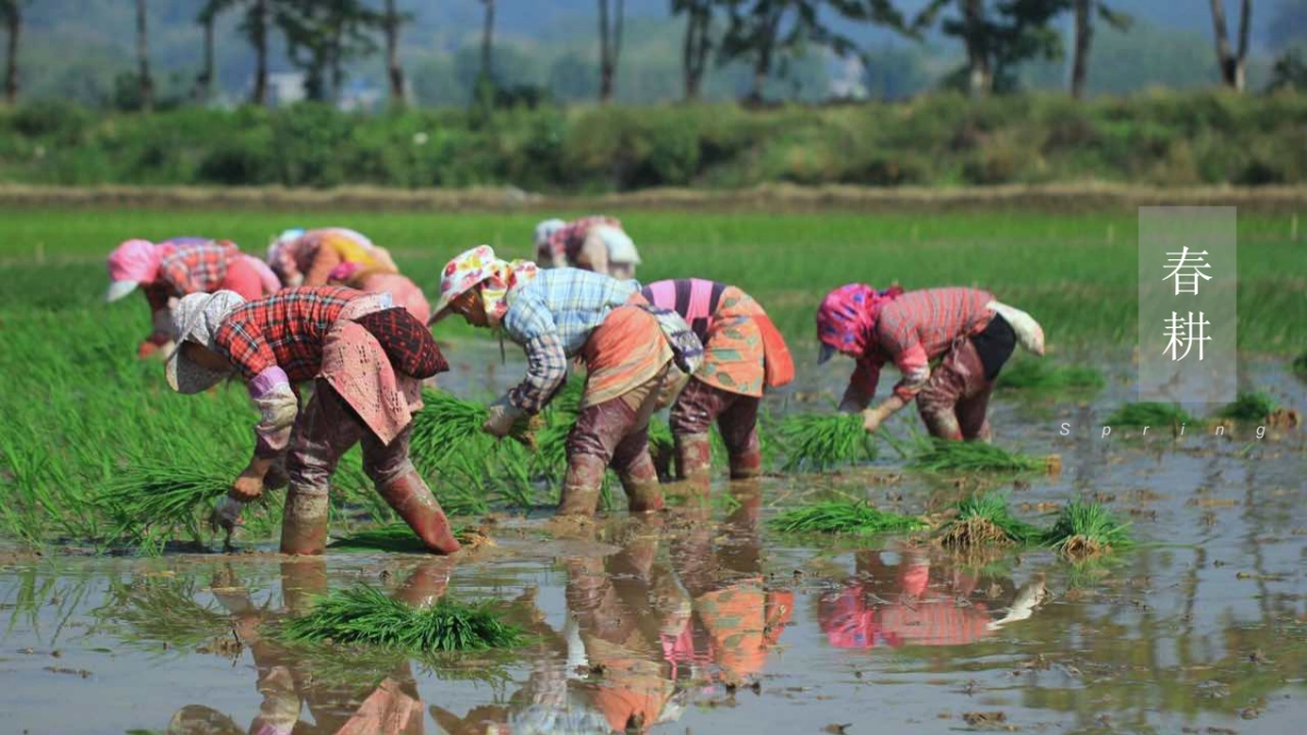 2020陕西区域特色农产品(一眼长安 百味陕西主题)整合推广方案_第2页