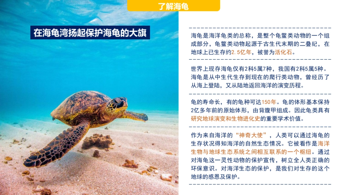 海龟湾公益活动策划暨IP塑造策划案_第6页