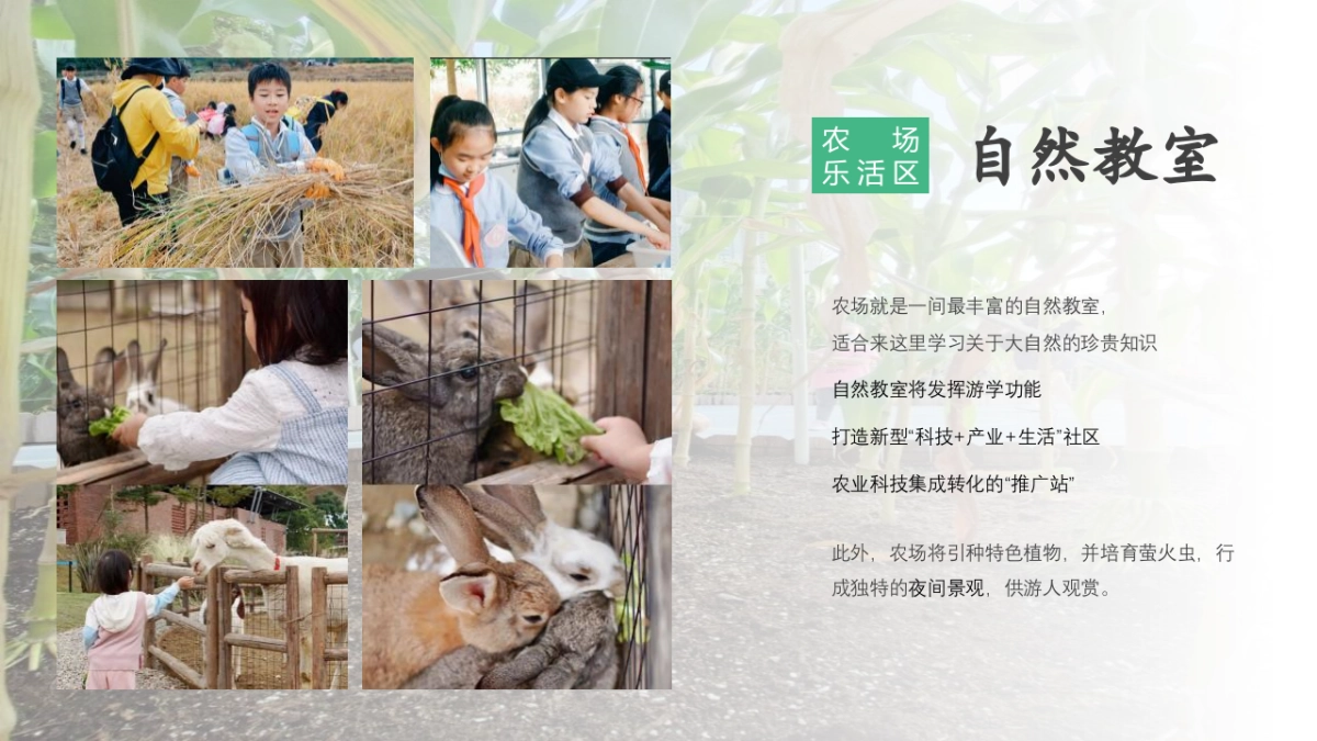 湿地露营地文旅项目年度策划方案_第9页