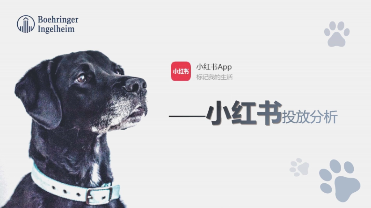 2020勃林格殷格翰宠物食品7-8月投放规划-70P_第4页