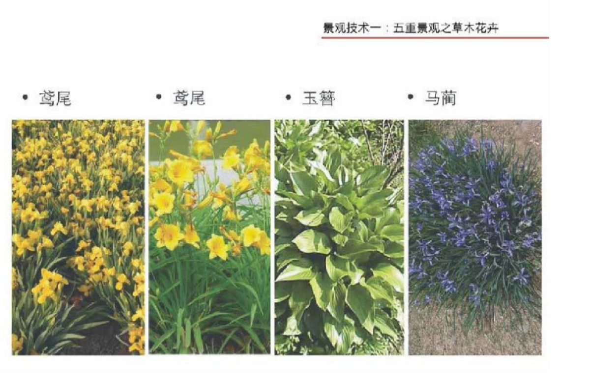 龙湖地产项目景观研究成果分享_第10页