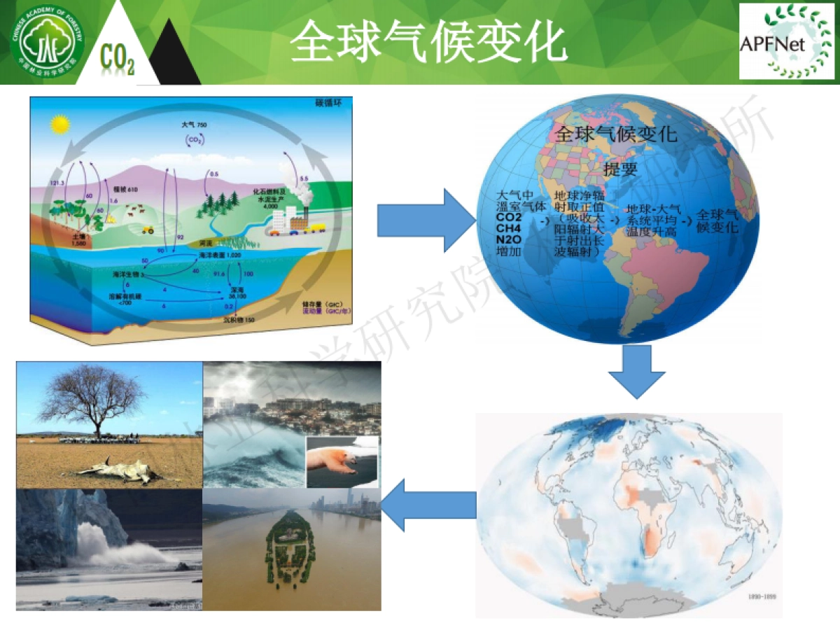 碳中和背景下的森林碳汇基本知识-白彦锋_第3页