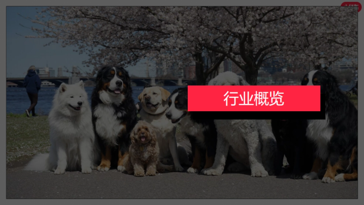 小红书2023年宠物行业月报（7月）_第3页