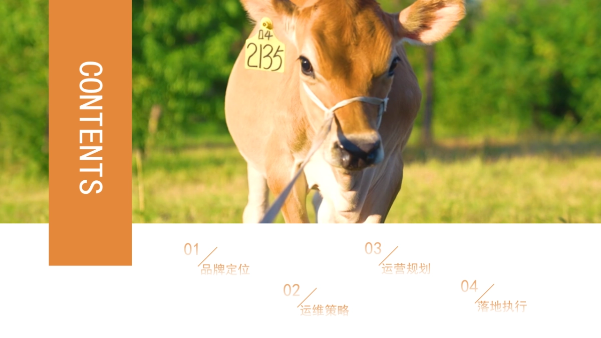 jebsey鲜奶品牌抖音短视频运营规划方案_第2页