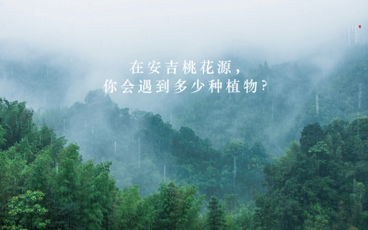 2021安桃推介PPT_第2页