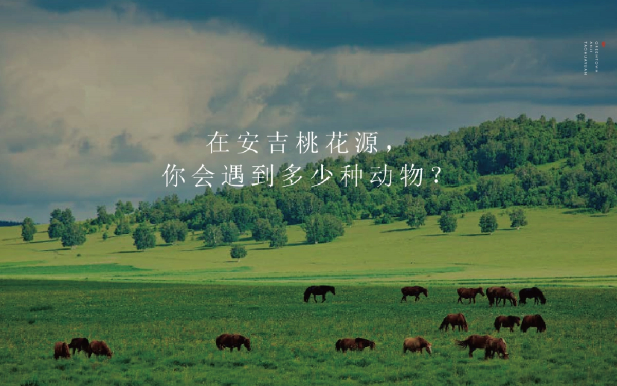 2021安桃推介PPT_第5页