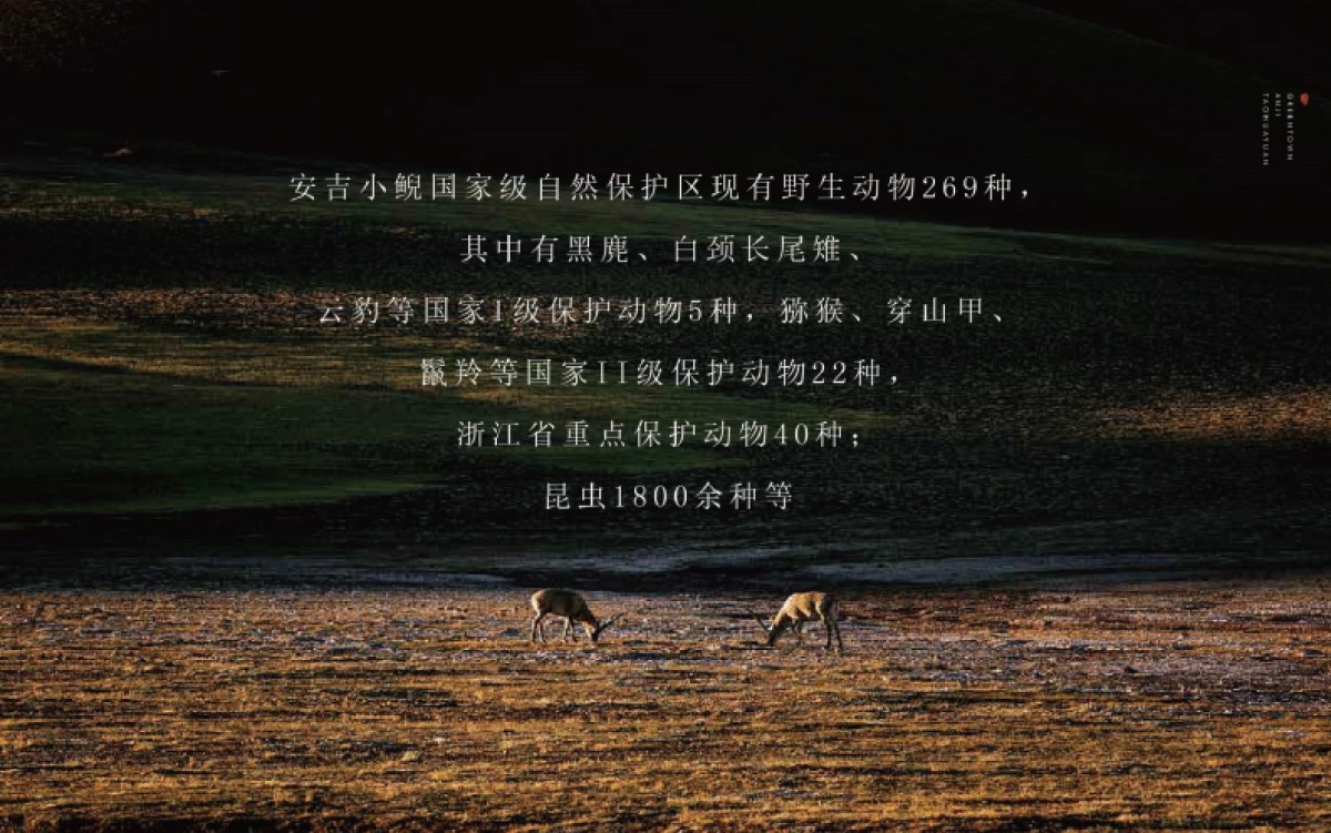 2021安桃推介PPT_第6页