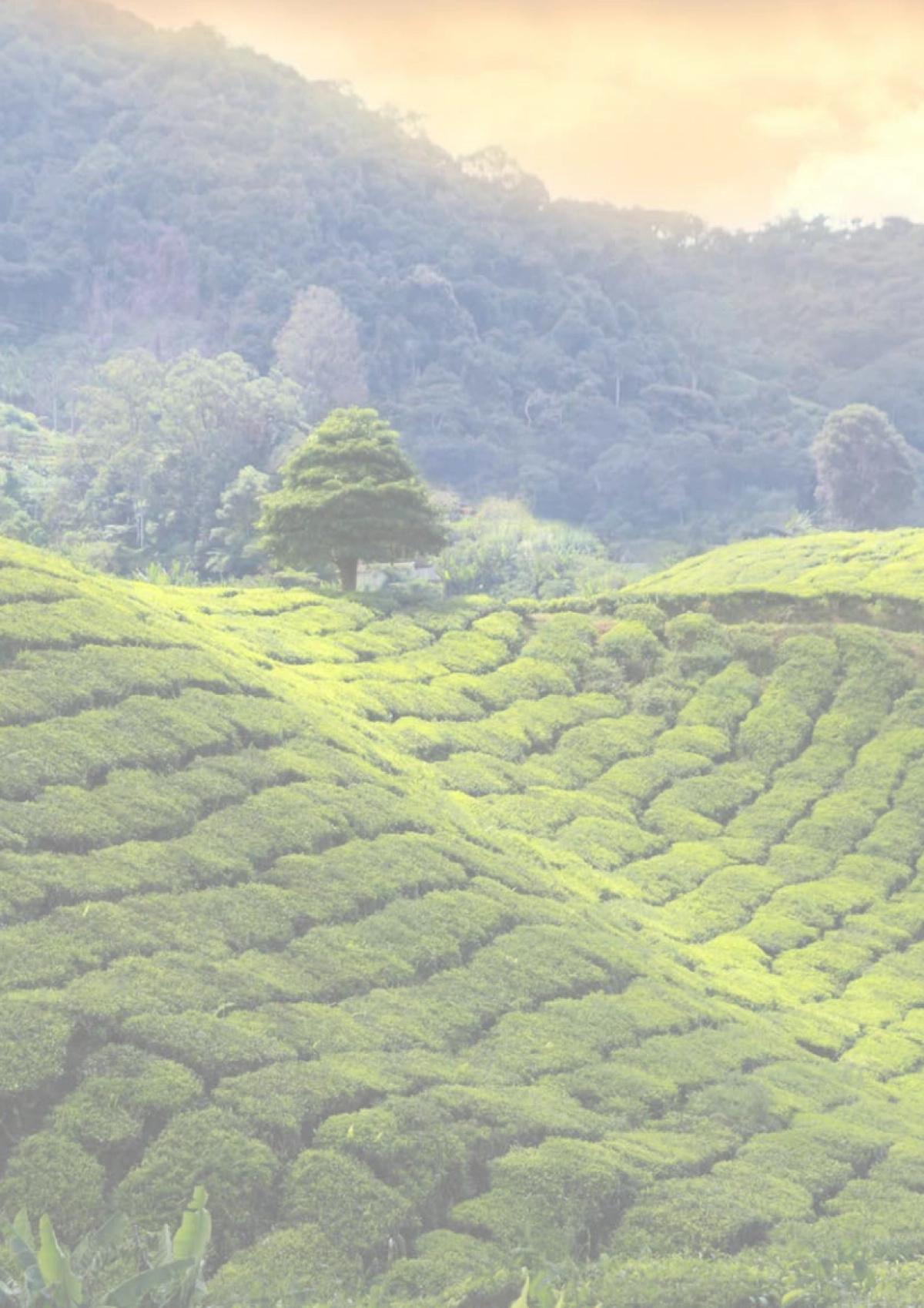 BBH：2022大中华区EFT投资调查_第2页