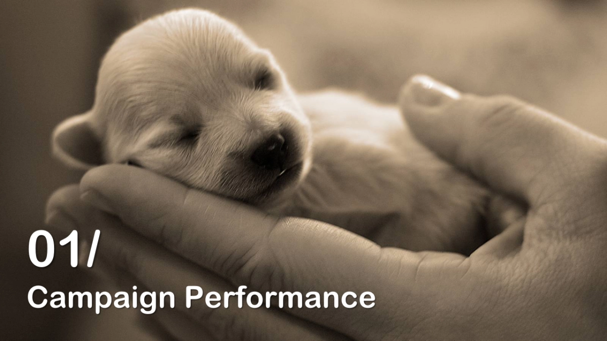 Puppy Campaign Final Report_时趣互动_第3页