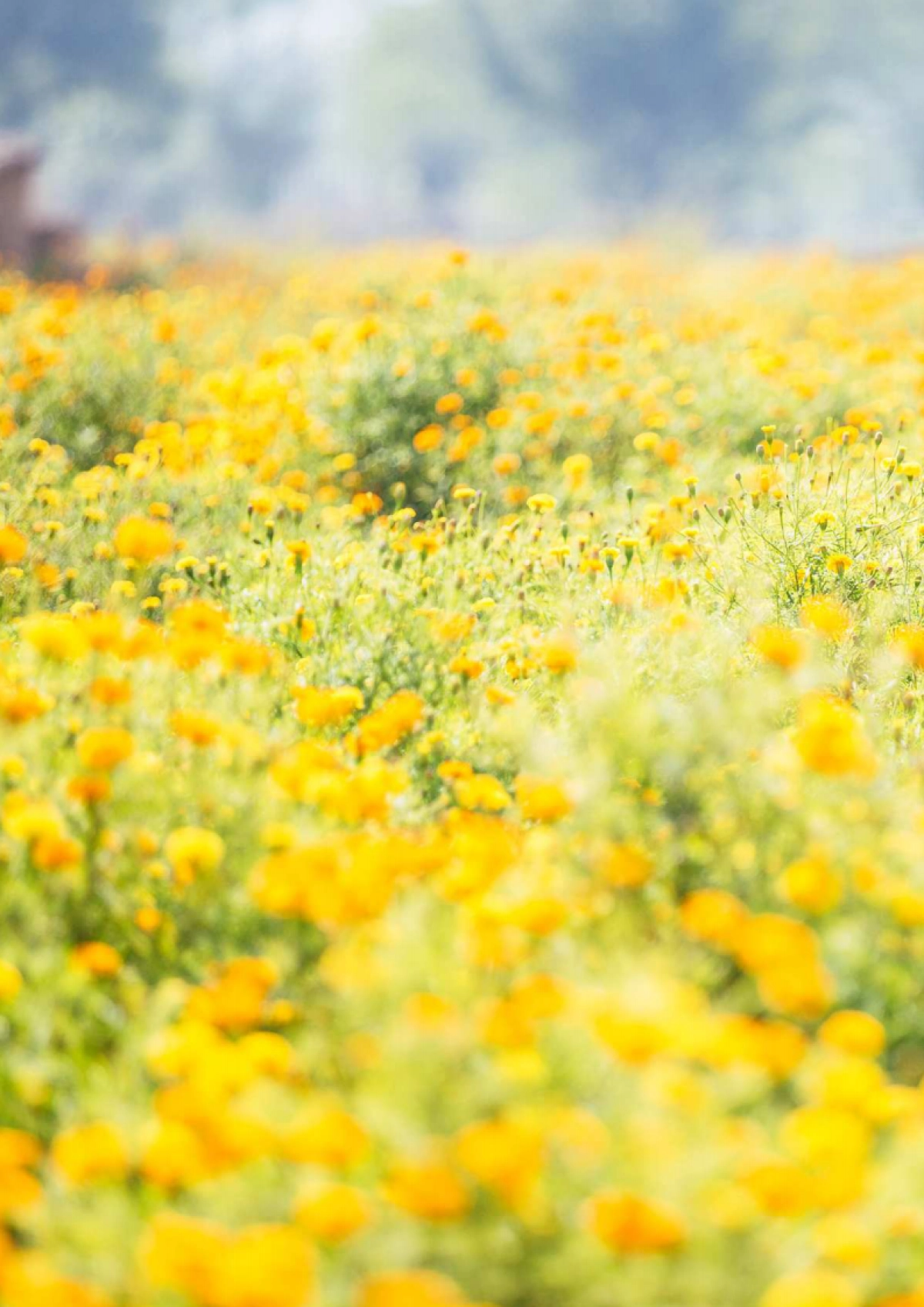 SAP：青山不改 绿水长流-数字技术支撑中国能源行业转型_第5页