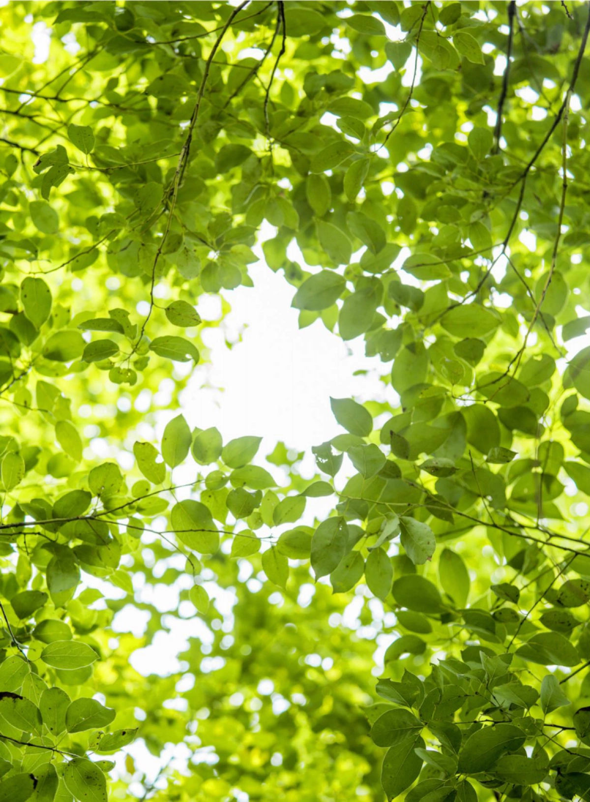 财新智库：中国信托业的ESG发展之路（2022）_第2页