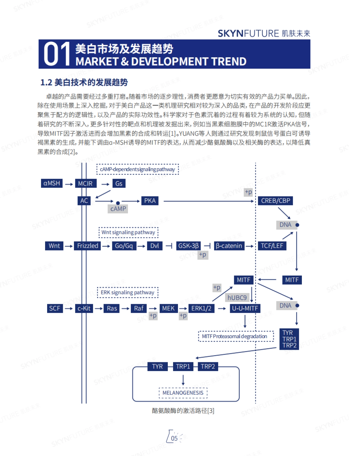 肌肤未来：美白白皮书_第7页