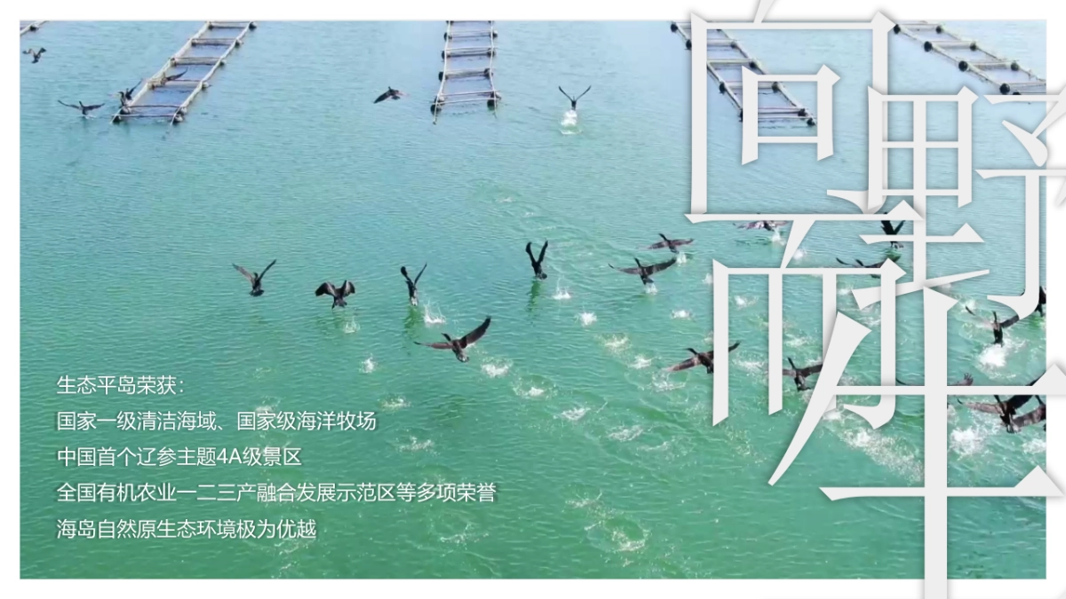 平岛-文旅项目内容规划及项目运营报告_第3页