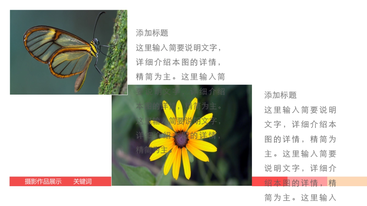 98作品简历_第7页