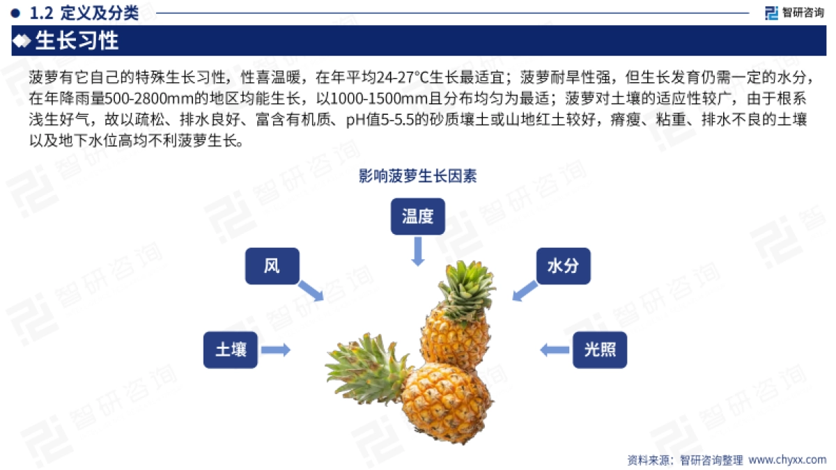 智研咨询：2023年中国菠萝产业现状及发展前景分析研究报告_第5页
