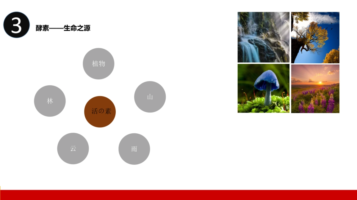 活の素酵素设计方案_第7页