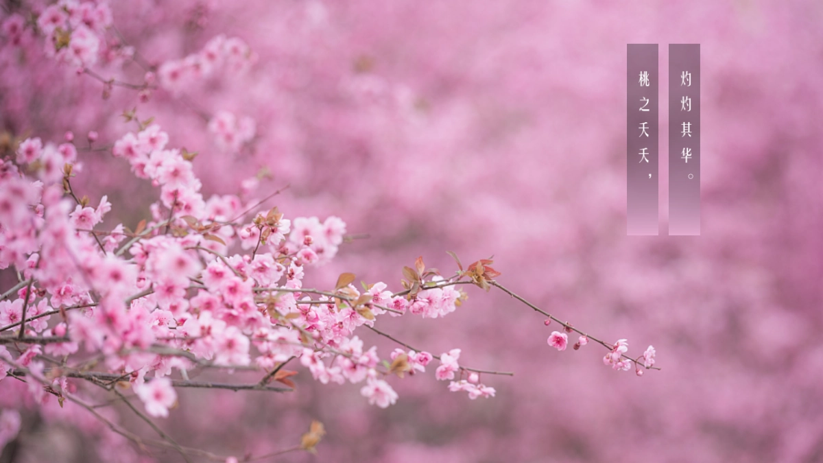 2021文旅项目春季“诗里田园春游记”活动策划方案_第2页