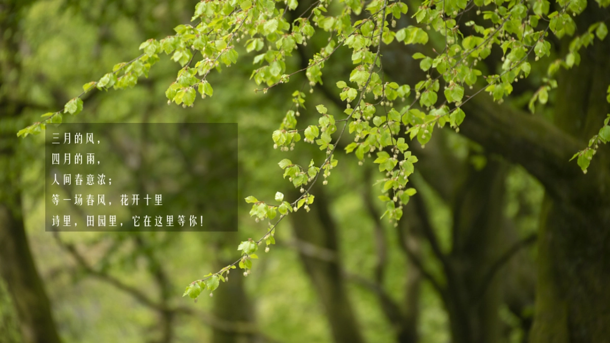 2021文旅项目春季“诗里田园春游记”活动策划方案_第4页