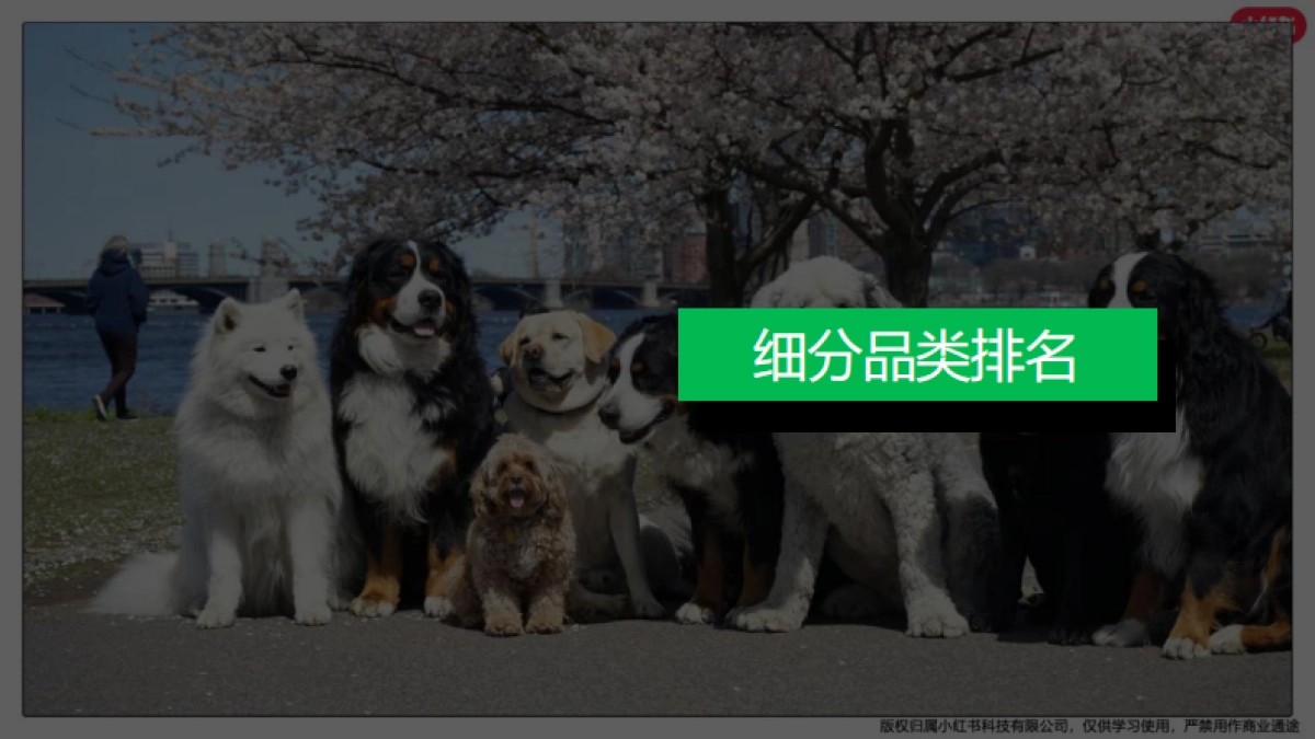 小红书：小红书宠物行业月报(2024年5月)_第10页