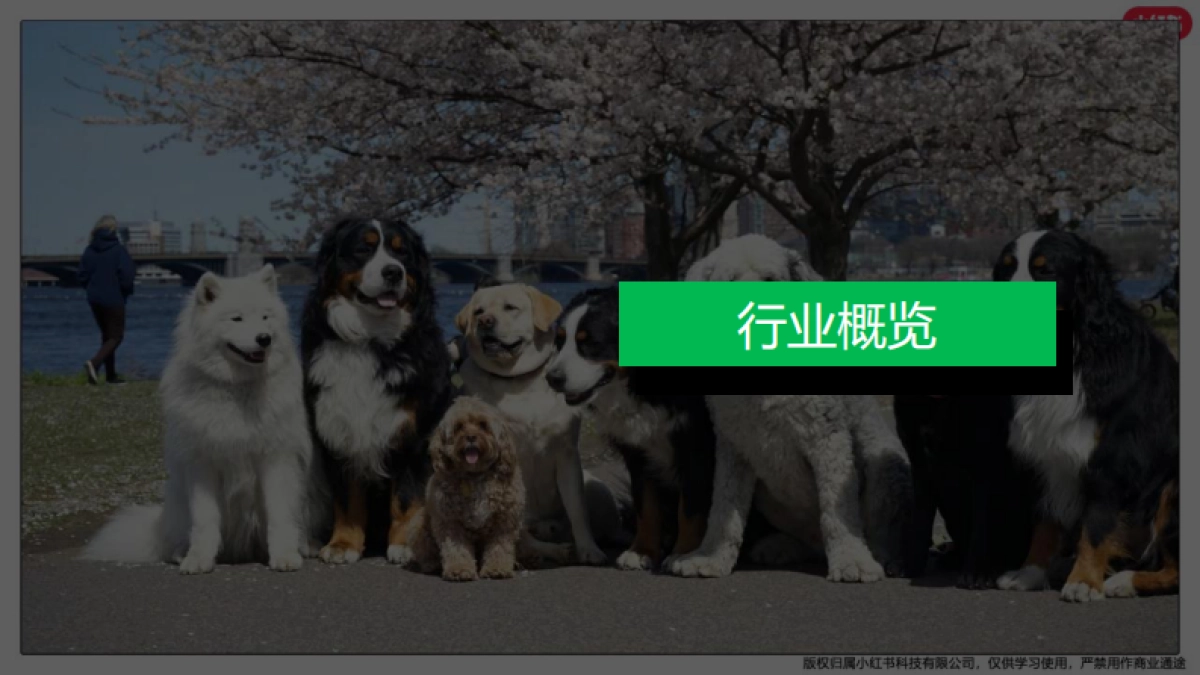 小红书：小红书宠物行业月报(2024年5月)_第3页