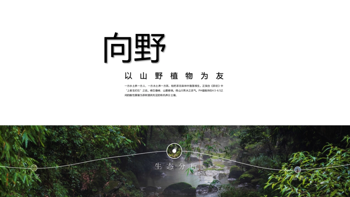 2024古树枇杷红茶品牌包装策划设计沟通_第3页