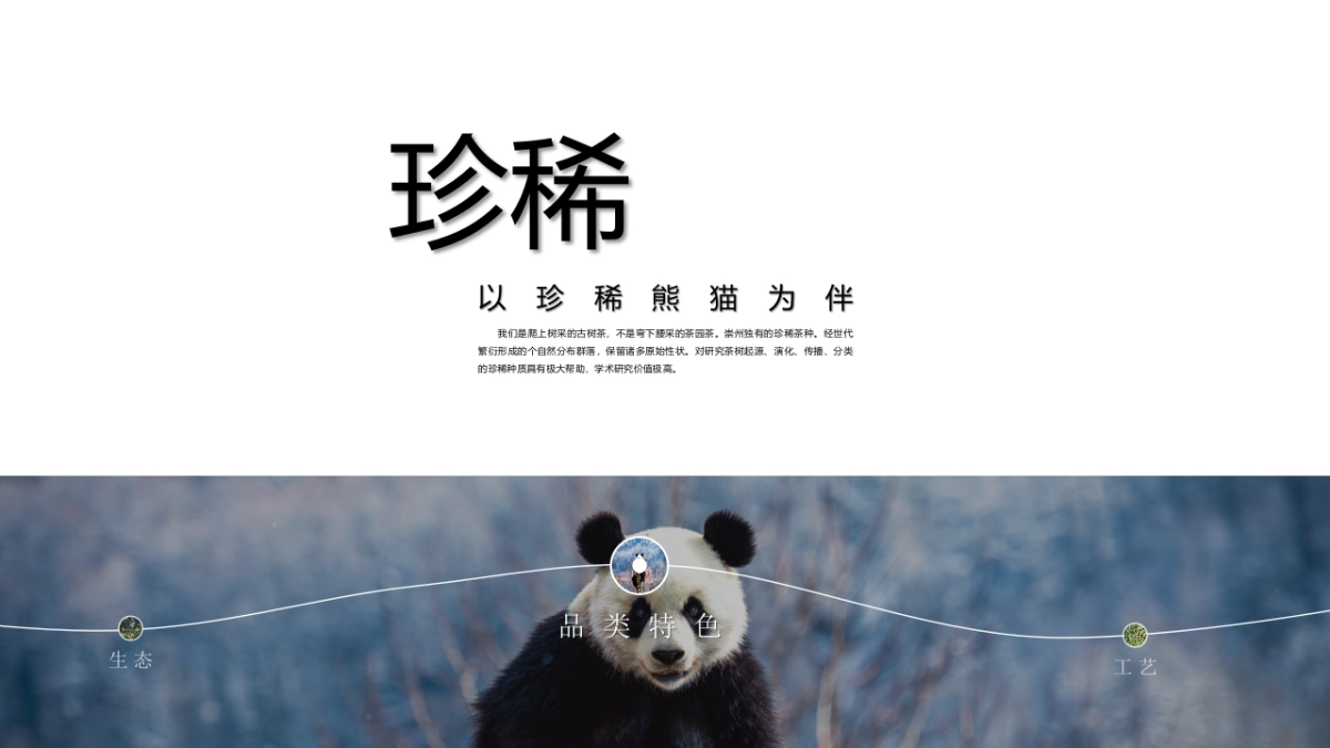 2024古树枇杷红茶品牌包装策划设计沟通_第4页