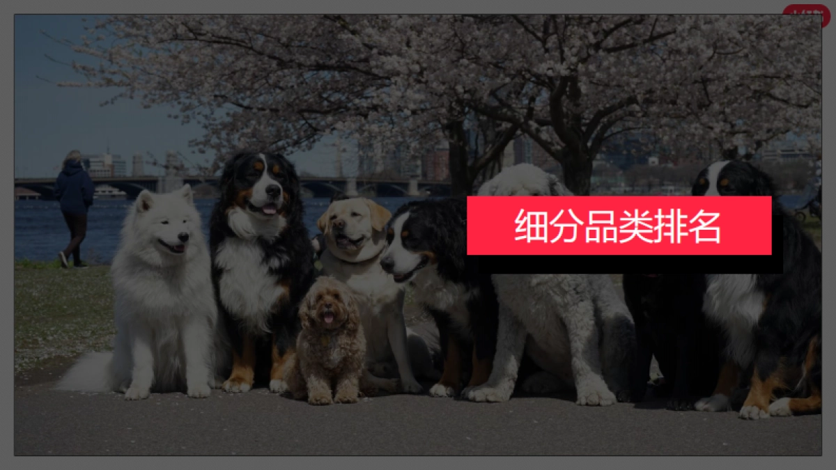 小红书-2023年宠物行业月报_第10页