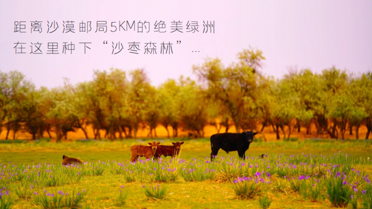 中国邮政沙漠绿洲计划_第7页