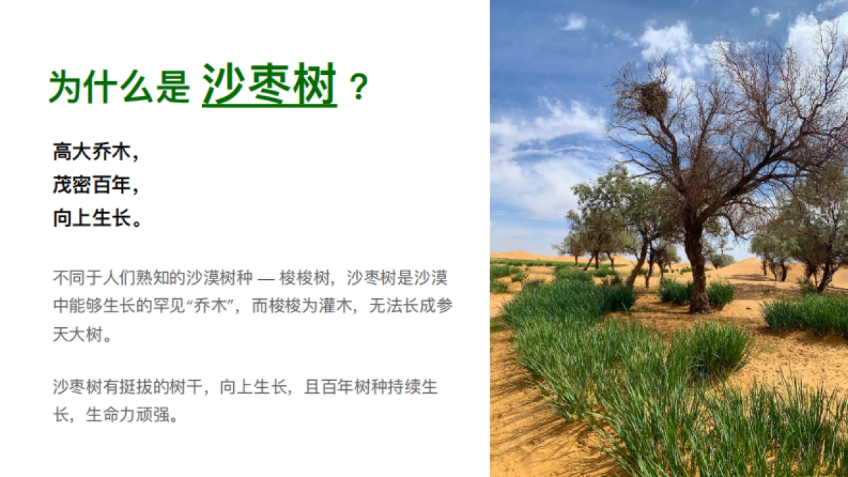 中国邮政沙漠绿洲计划_第8页