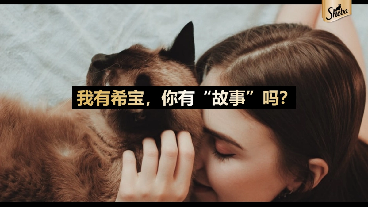 宠物粮品牌全年内容种草创意营销方案_第7页