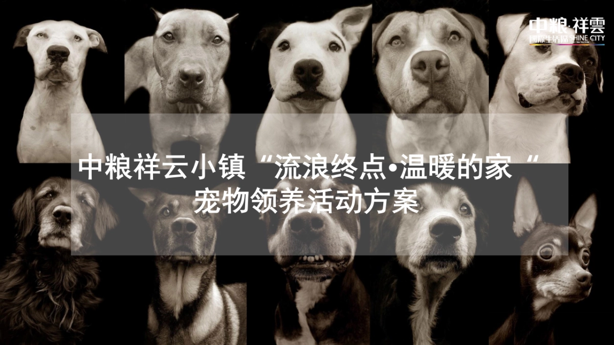 中粮祥云小镇“流浪终点·温暖的家“领养日活动方案_第1页