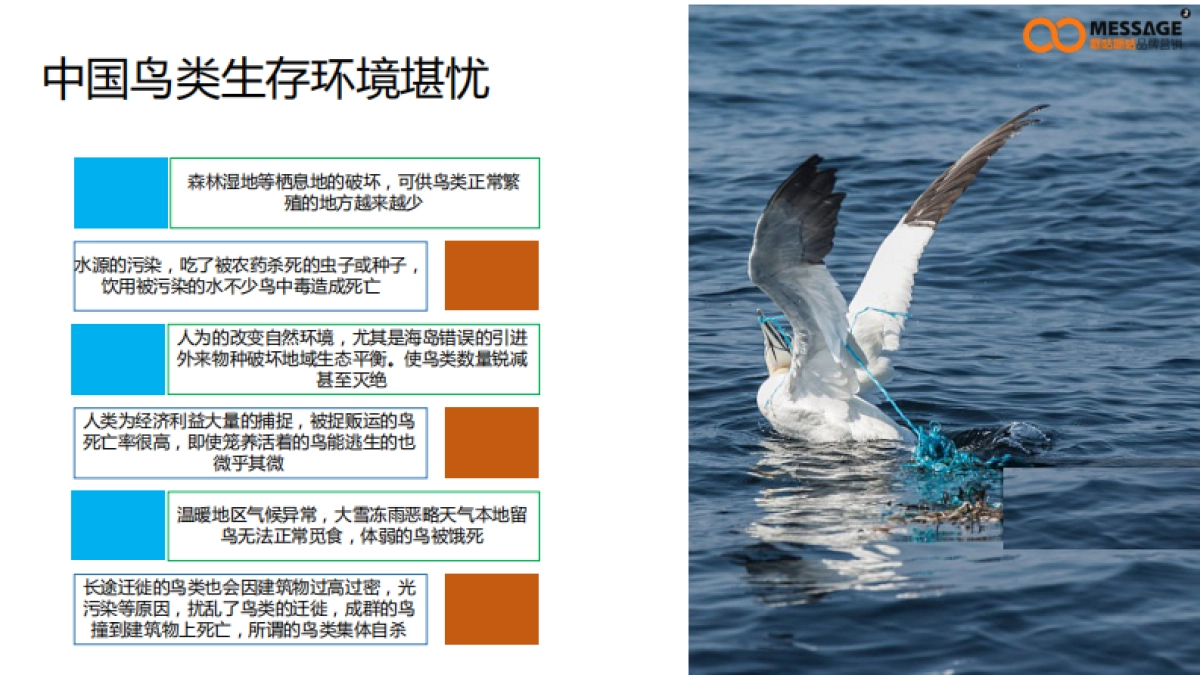 99公益日“任鸟飞”项目推广传播项目简版_第10页