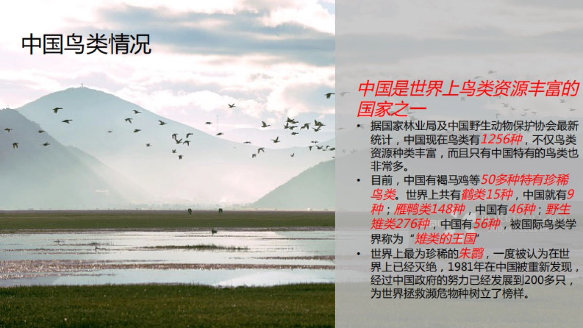 99公益日“任鸟飞”项目推广传播项目简版_第9页