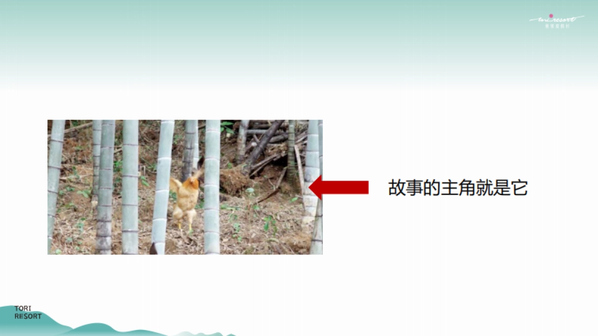 2022桃园农村-桃胶鸡故事线传播推广方案_第4页