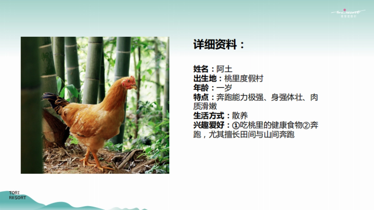 2022桃园农村-桃胶鸡故事线传播推广方案_第5页