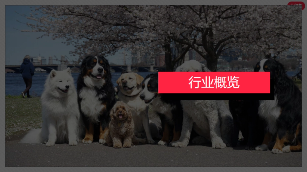 小红书：小红书2023年8月宠物行业月报_第9页