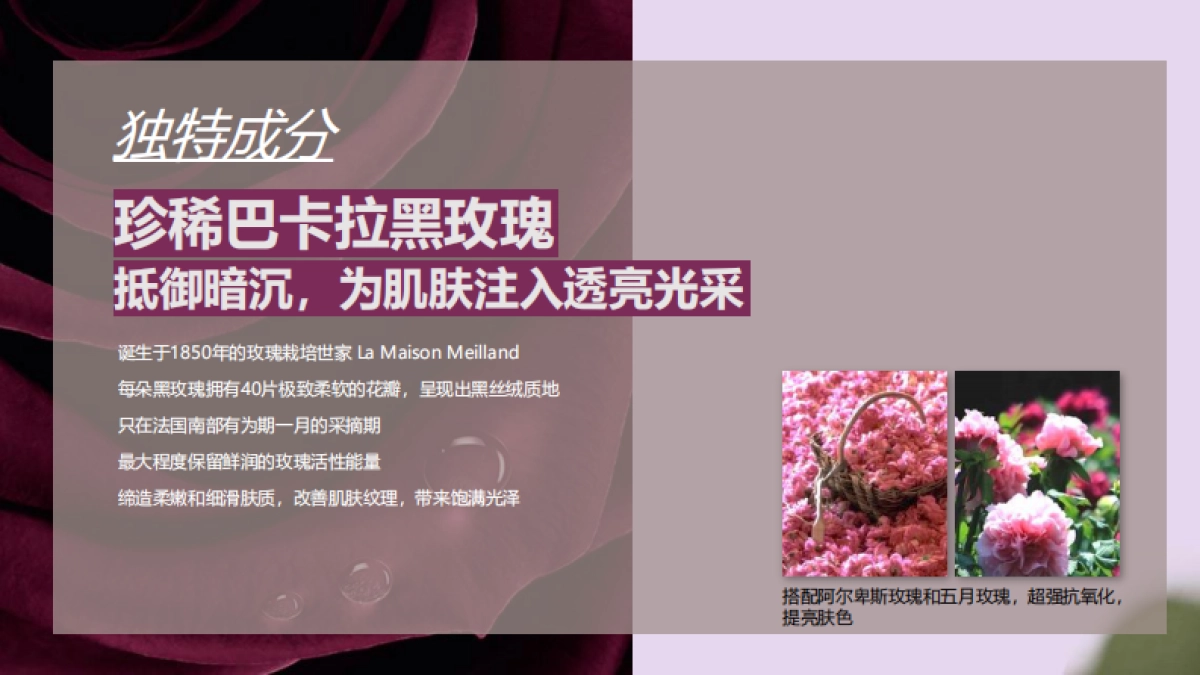 Sisley希思黎黑玫瑰 campaign proposal_第8页