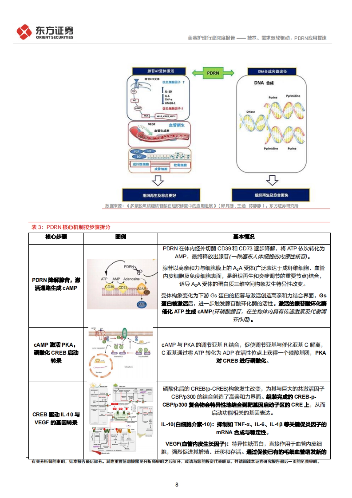 2025美容护理系列深度报告2——技术、需求双轮驱动，PDRN应用提速-东方证券.pdf_第8页
