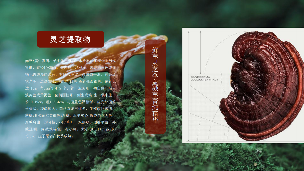 东方灵芝护肤系列.pdf_第5页