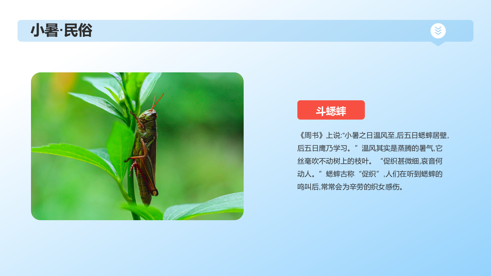 蓝色插画风小暑节气科普PPT模板.pptx_第9页