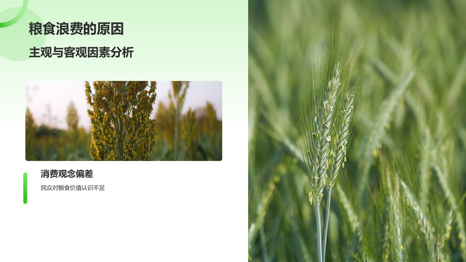 绿色简约风节约粮食PPT模板.pptx_第8页