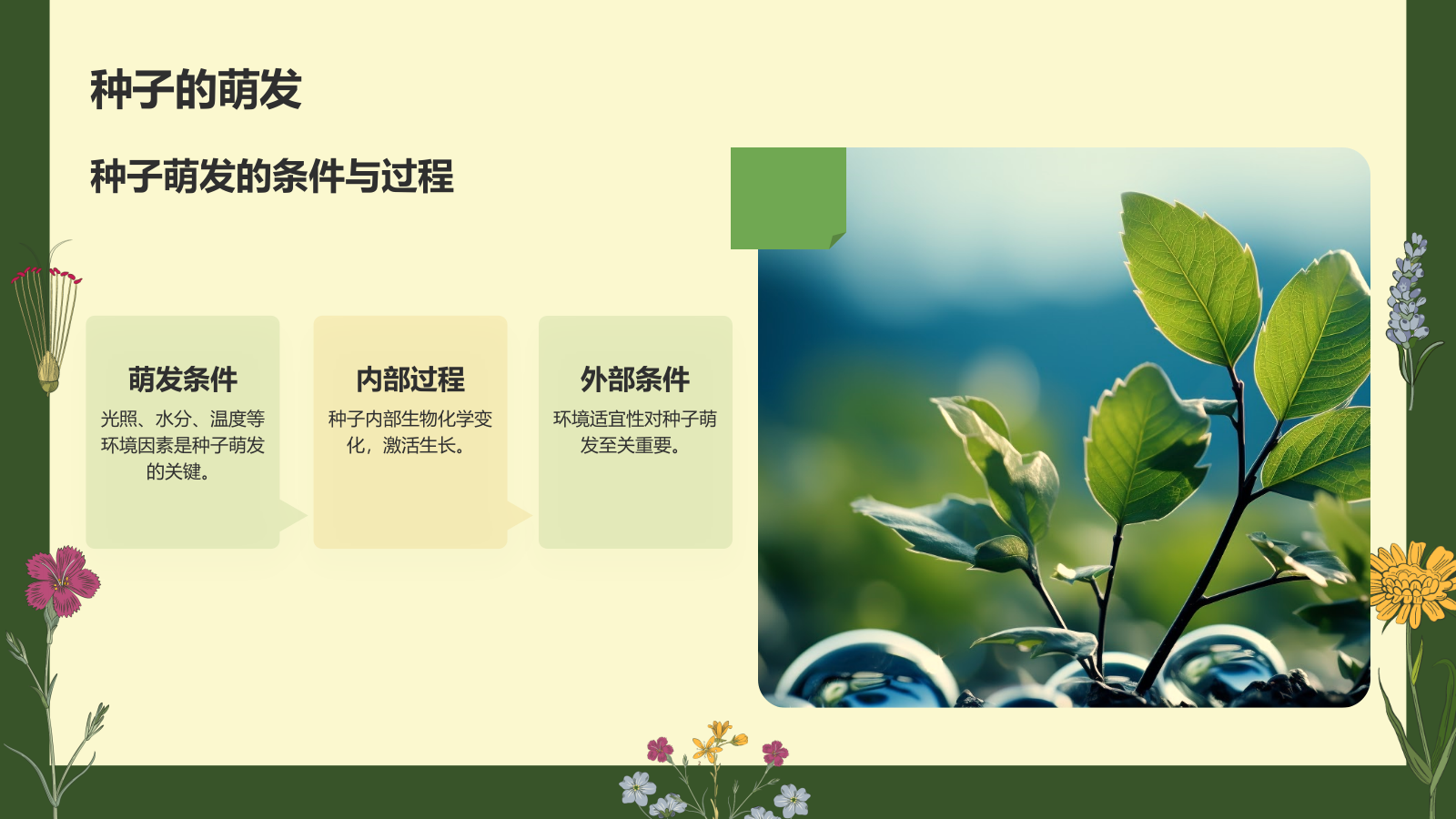 绿色手绘风植物学基础PPT模板.pptx_第9页