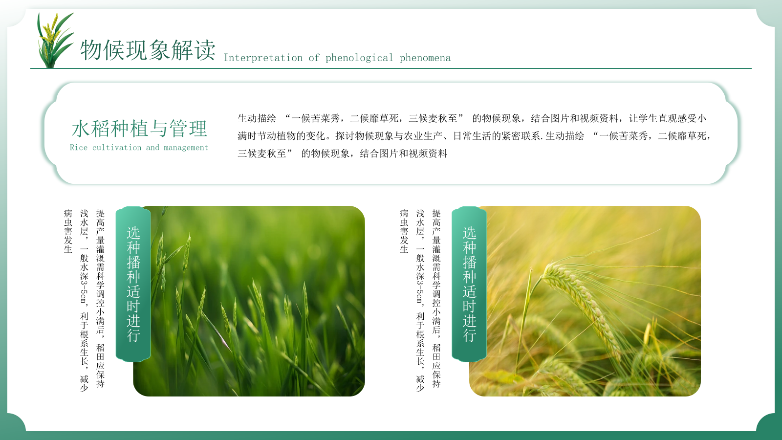 小满中国风教育教学通用模板PPT模板.pptx_第5页