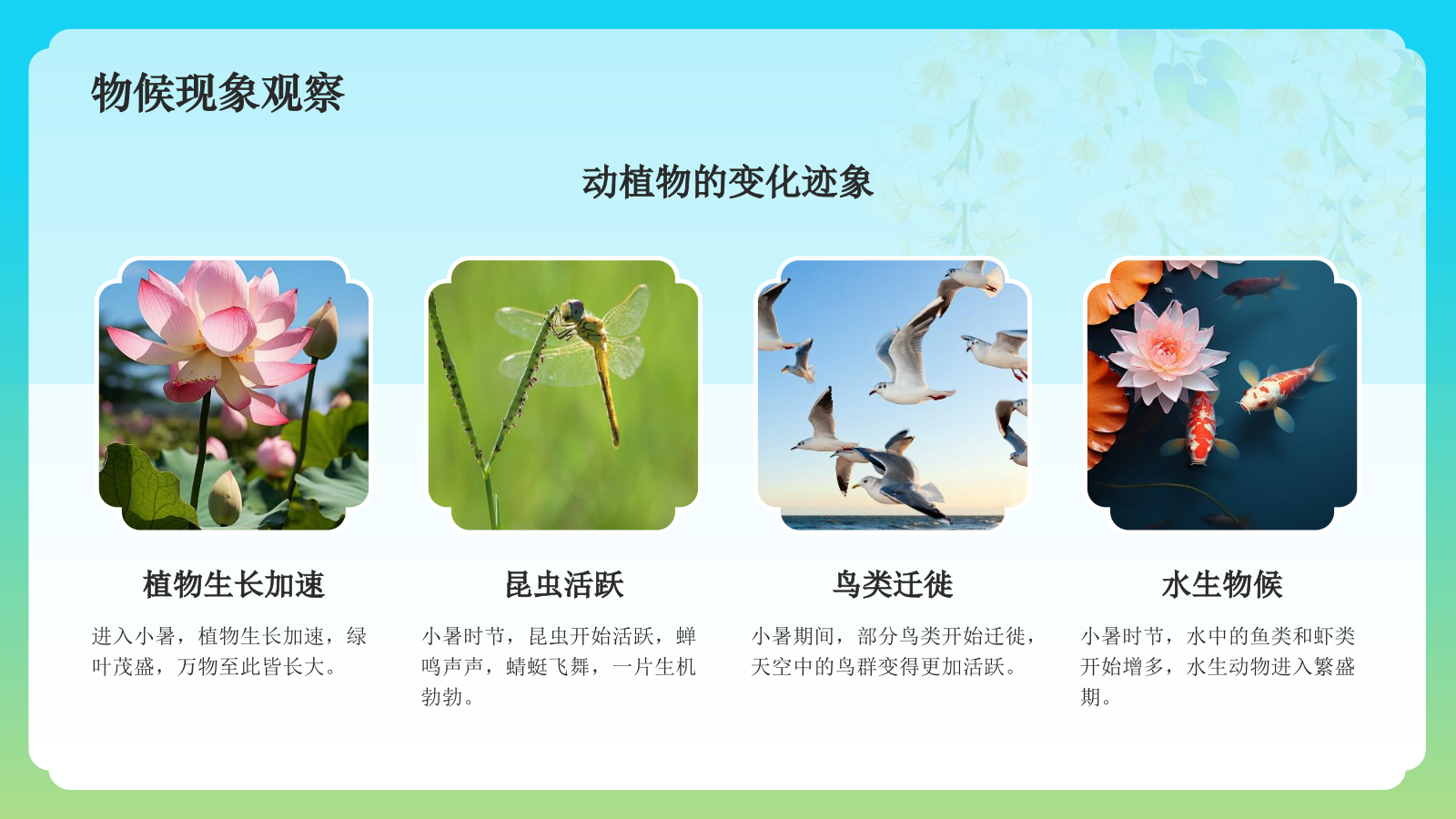 蓝色国潮风二十四节气科普介绍——小暑PPT模板.pptx_第5页