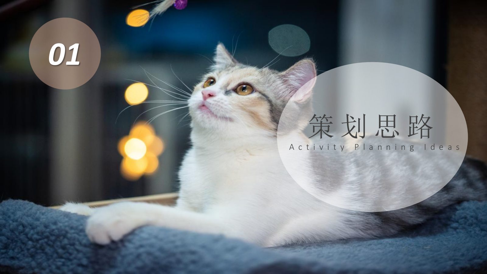 地产项目11-12月主题系列“猫懂空间”活动策划方案亲子 宠物.pptx_第3页