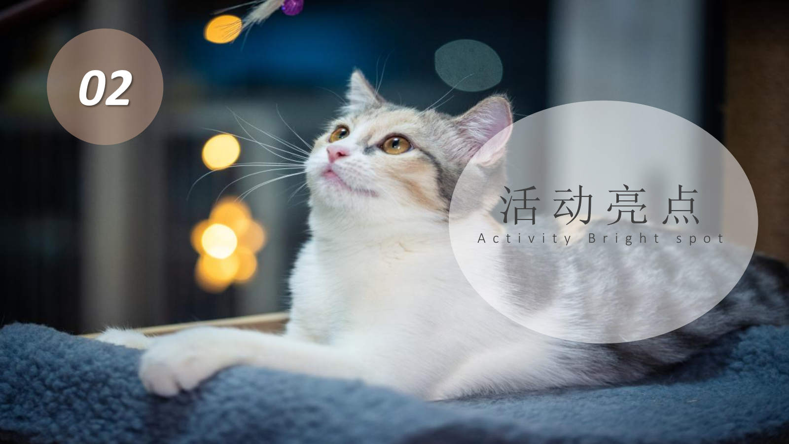 地产项目11-12月主题系列“猫懂空间”活动策划方案亲子 宠物.pptx_第9页