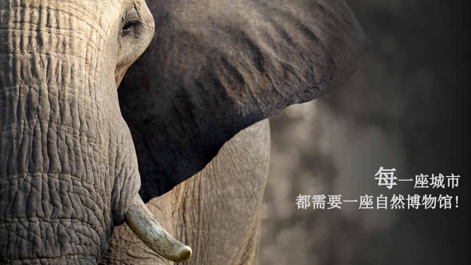 自然博物馆建设规划.pptx_第1页