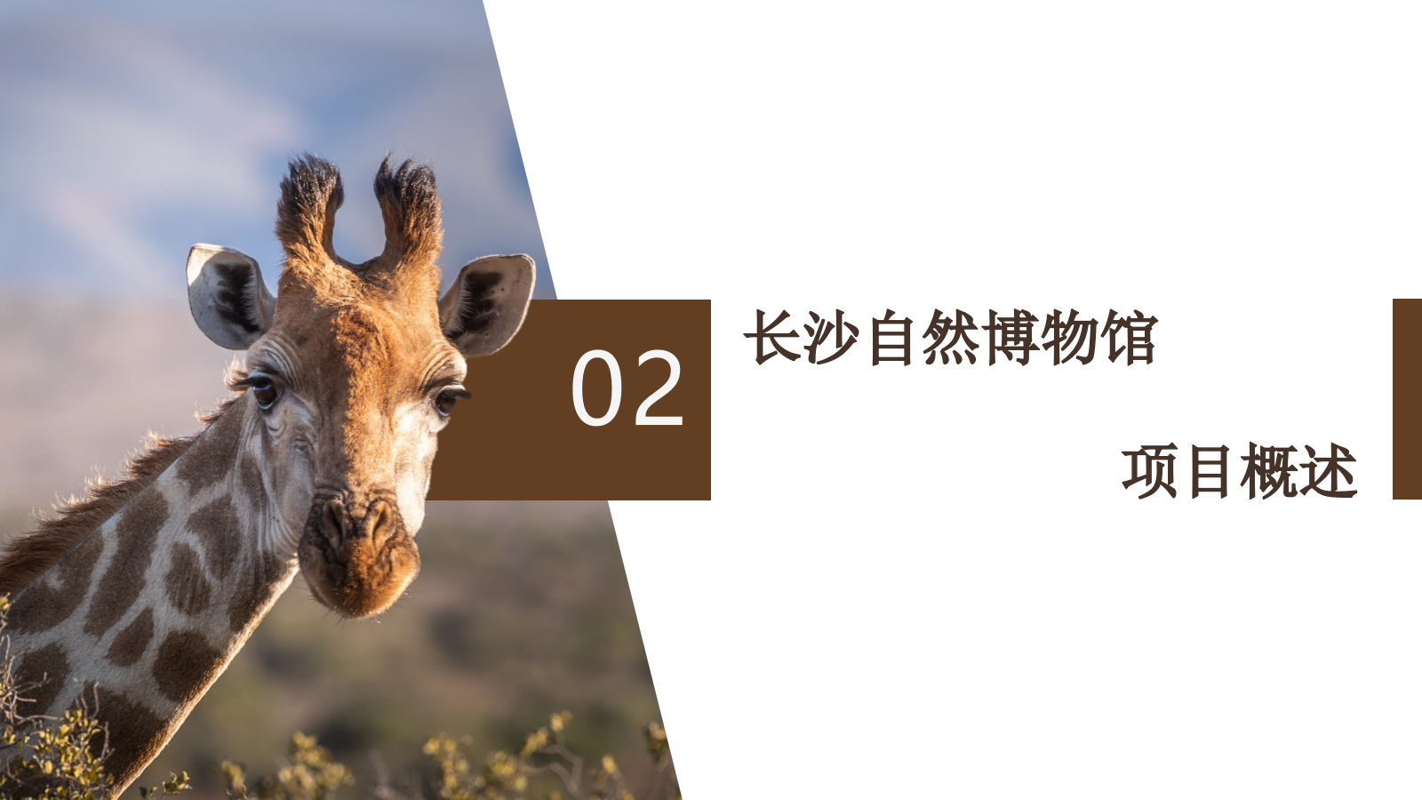 自然博物馆建设规划.pptx_第9页