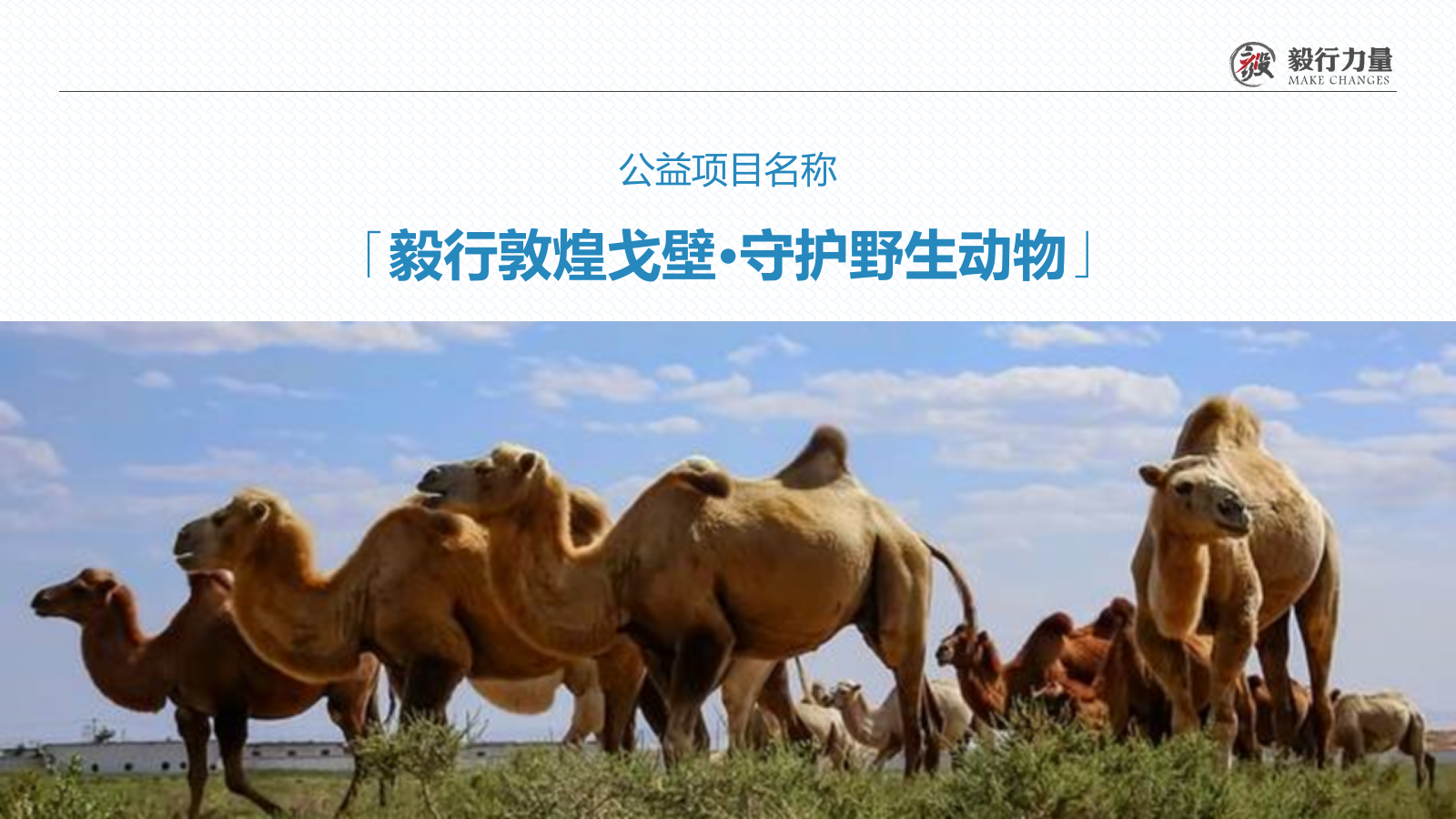 2020保护野生动物公益戈壁行活动.pptx_第5页